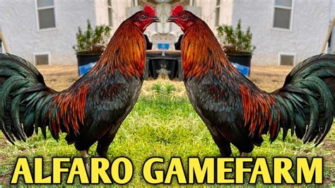 black jap gamefowl|Pure Black Jap Hatch Asil .